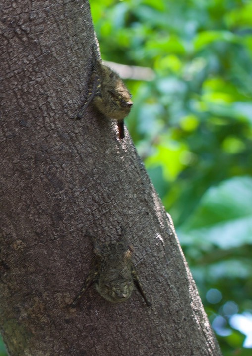 Proboscis Bat, Rhynchonycteris naso