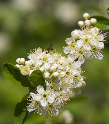 Prunus emarginata var. emarginata, Bitter Cherry