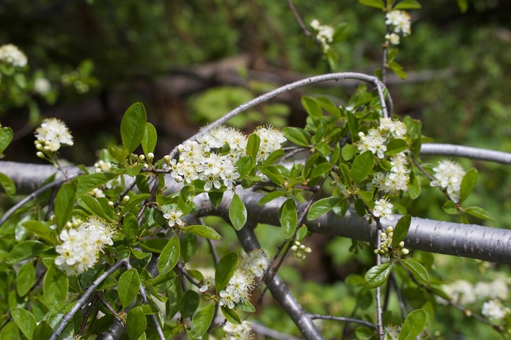 Prunus emarginata var. emarginata2