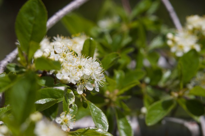 Prunus emarginata var. emarginata3