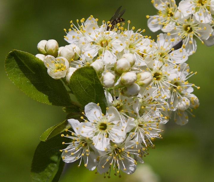 Prunus emarginata var. emarginata5