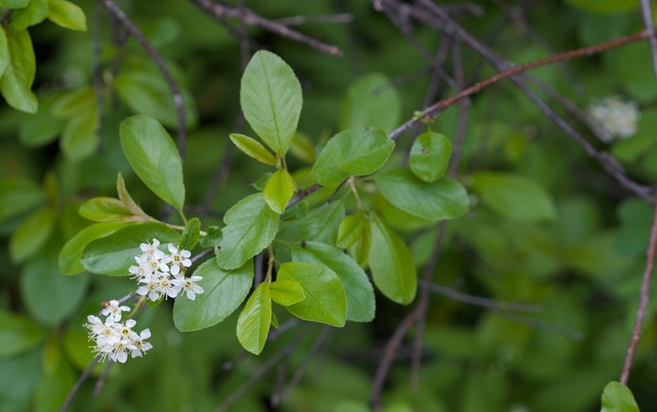 Prunus virginiana var. melanocarpa 2