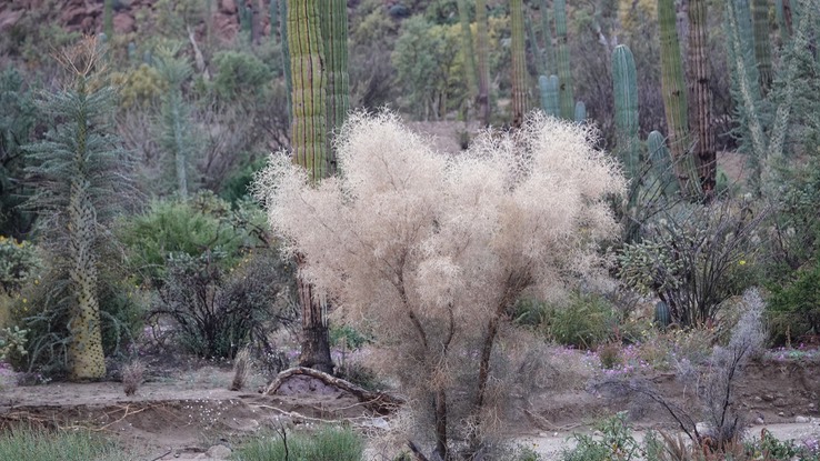 Psorothamnus spinosus, Smoke Tree, Bahia de los Angeles, Baja California