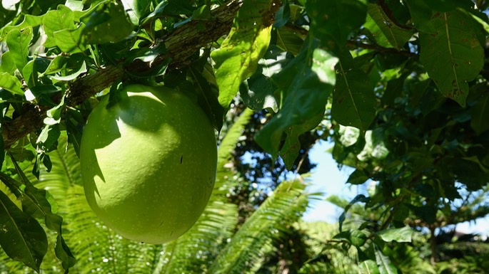 puerto-vallarta-botanical_med-3