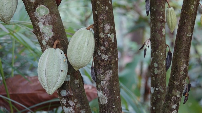 puerto-vallarta-botanical_med-6