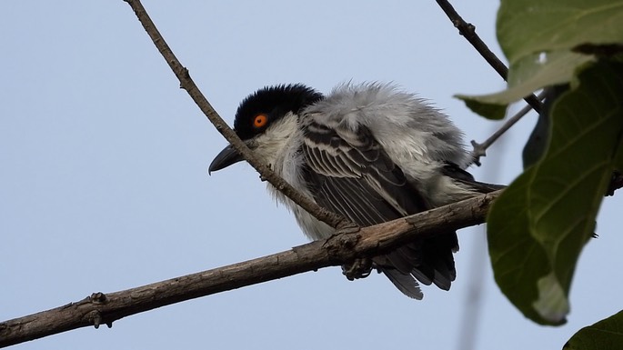 Puffbird, Northern 1