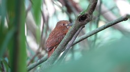 Puffbird, White-whiskered  Malacoptila panamensis1