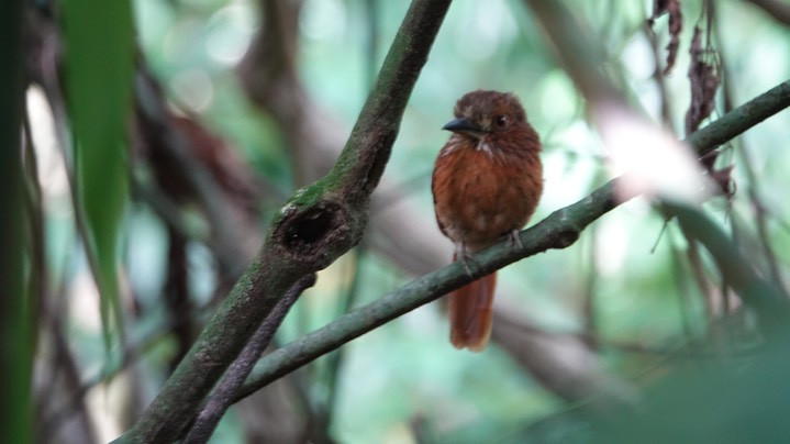 Puffbird, White-whiskered  Malacoptila panamensis2