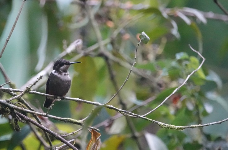 Purple-throated Woodstar f1