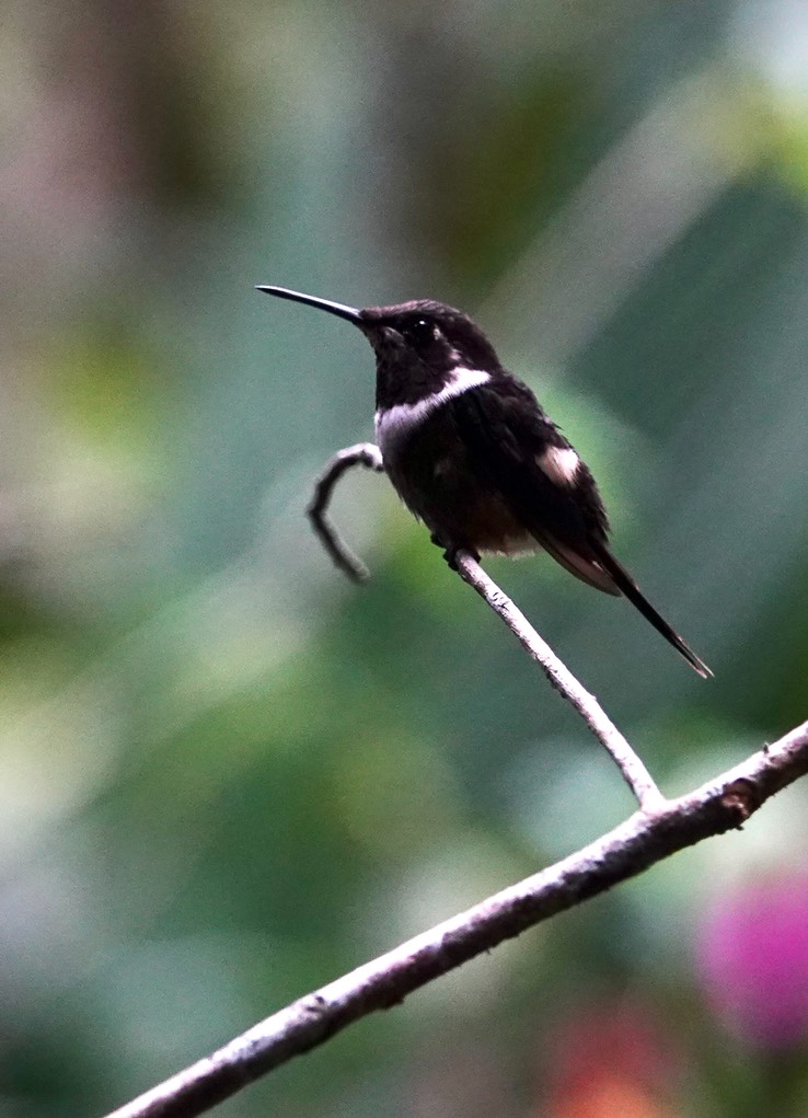 Purple-throated Woodstar1