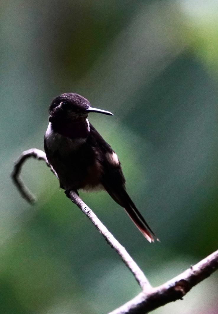 Purple-throated Woodstar2