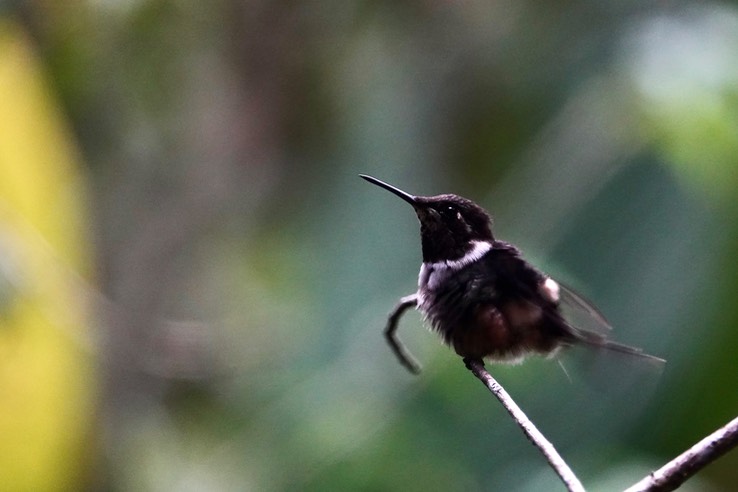 Purple-throated Woodstar3