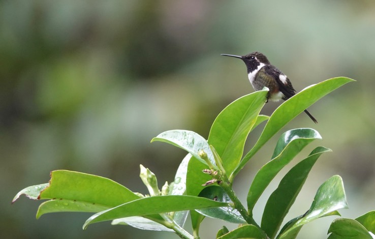 Purpole-throated Woodstar1