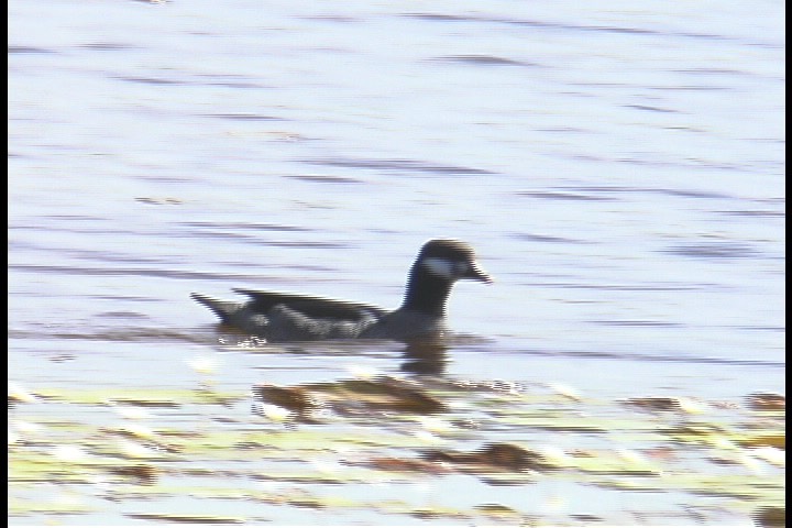 Pygmy-Goose, Green 1