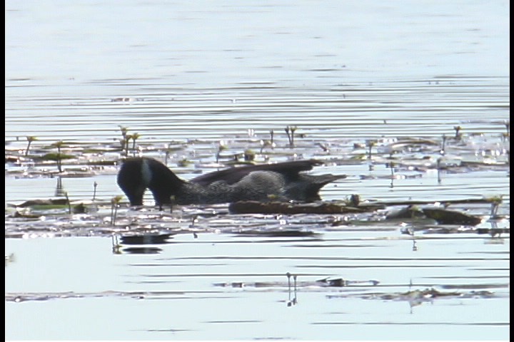 Pygmy-Goose, Green 2