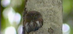 Pygmy-Owl, Central American