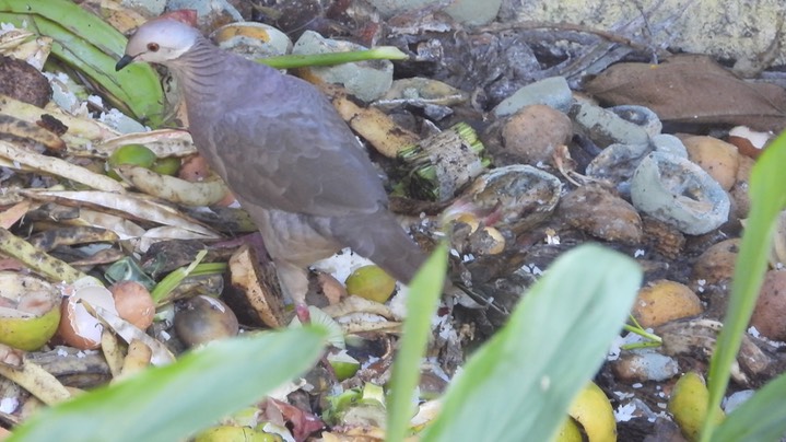 Quail-Dove, Lined (Colombia) 1