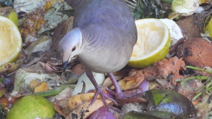 Quail-Dove, Lined (Colombia) 3