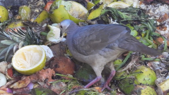 Quail-Dove, Lined (Colombia) 4