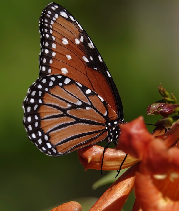 Queen, Danaus gilippus a