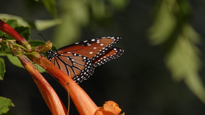 Queen, Danaus gilippus c