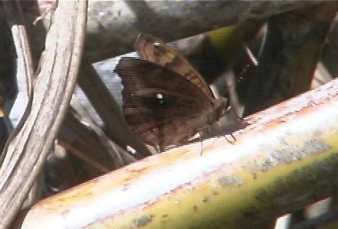 Queensland Butterfly 10