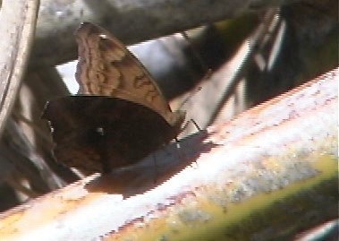 Queensland Butterfly 11