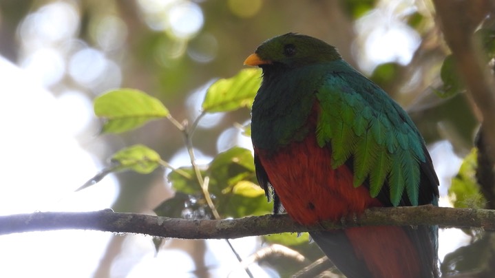 Quetzal, White-tipped (Colombia) 2