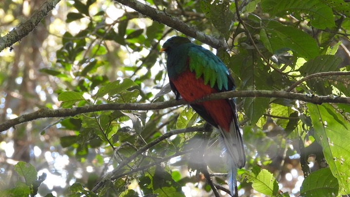 Quetzal, White-tipped (Colombia) 3