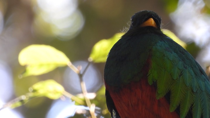 Quetzal, White-tipped (Colombia) 6