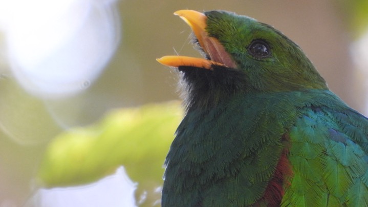 Quetzal, White-tipped (Colombia) 8