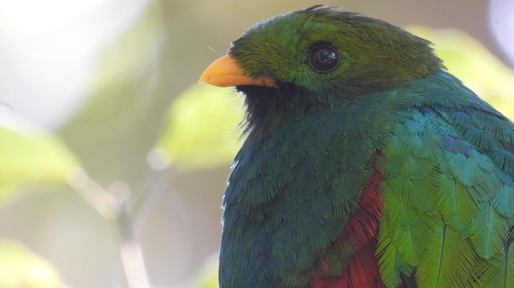 Quetzal, White-tipped (Colombia) 1