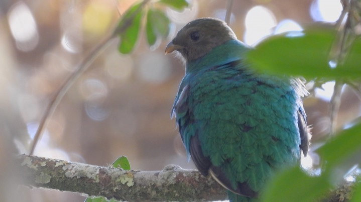 Quetzal, White-tipped (Colombia) 5