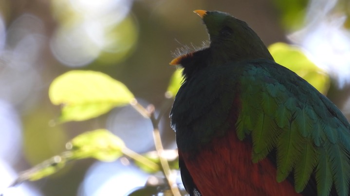 Quetzal, White-tipped (Colombia) 7