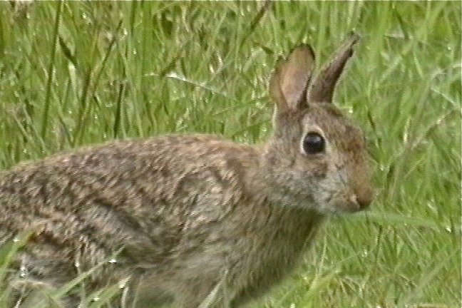 Rabbit, Brush 2