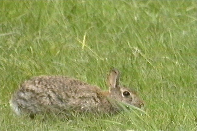 Rabbit, Brush 4