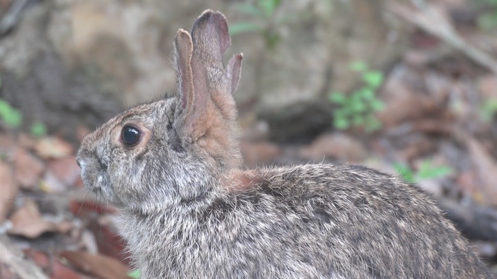 Rabbit, Swamp (Texas) 1