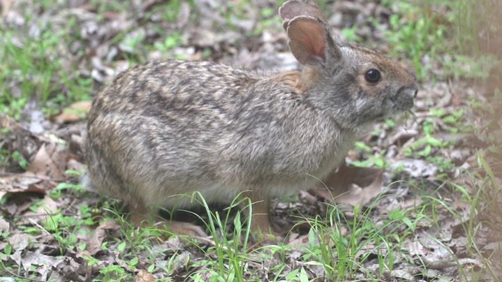 Rabbit, Swamp (Texas) 2