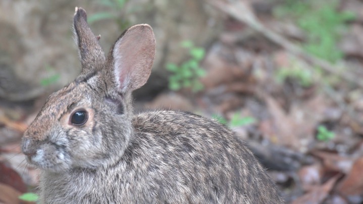 Rabbit, Swamp (Texas)