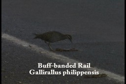 Rail, Buff-banded 2