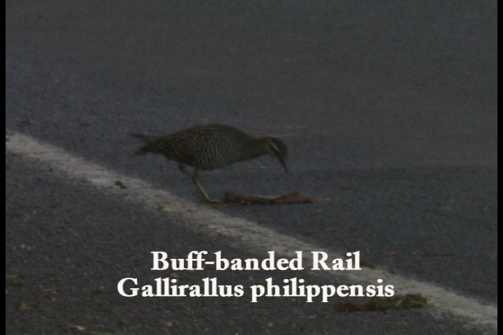 Rail, Buff-banded 2