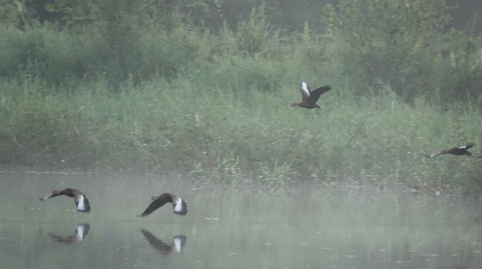 Rancho Primavera, Black-bellied Whistling Duck4