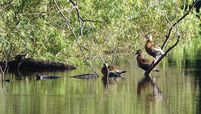 Rancho Primavera, Black-bellied Whistling Duck