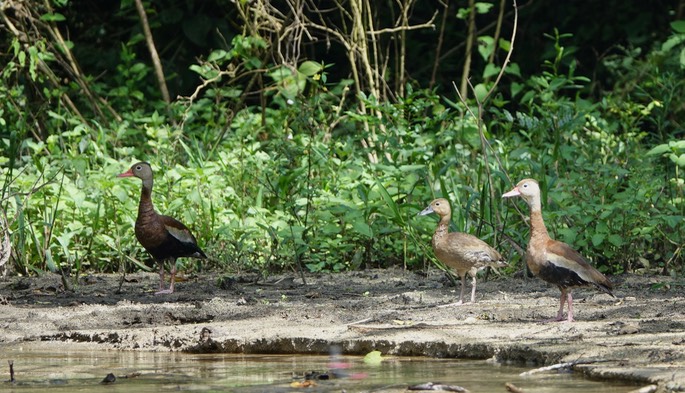 Rancho Primavera, Black-bellied Whistling Duck6