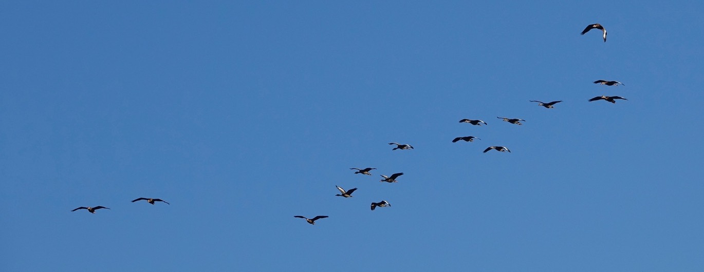 Rancho Primavera, Black-bellied Whistling Duck3