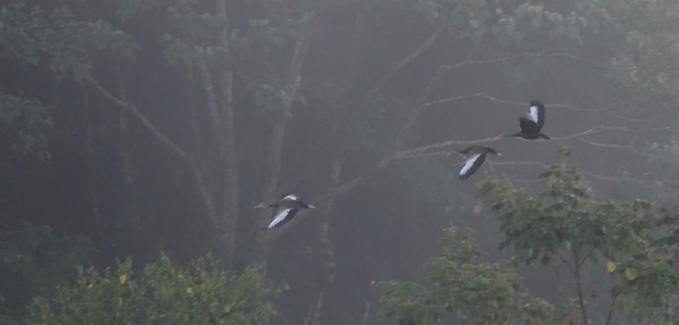 Rancho Primavera, Black-bellied Whistling Duck5