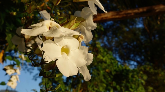 rancho-primavera-flowers3_med