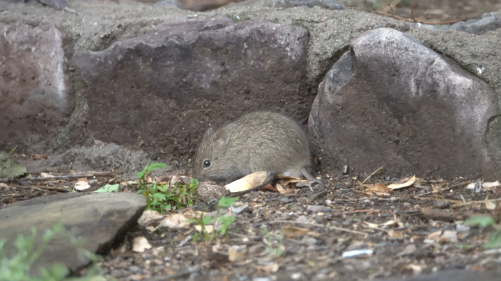 Rat, Hispid Cotton - Hillsboro