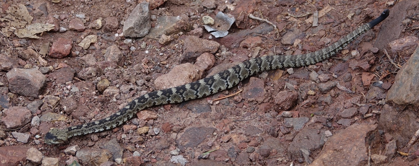 Rattlesnake, Black-tailed 1