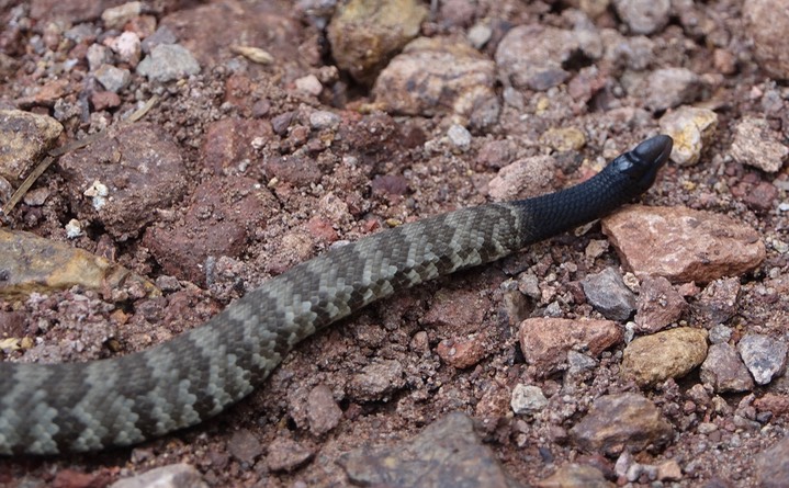 Rattlesnake, Black-tailed3